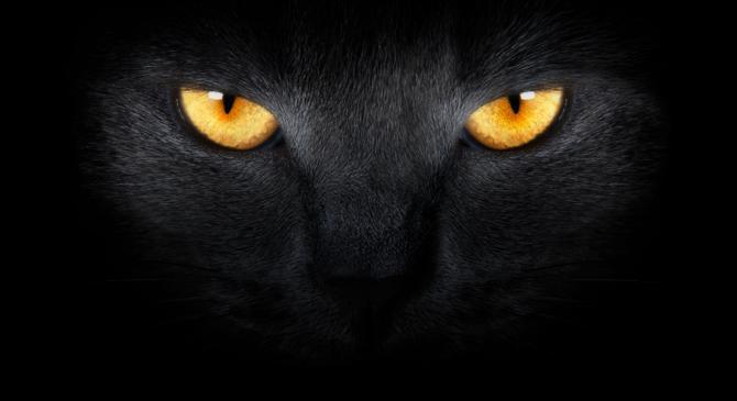 An image of a black cat’s eyes 